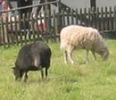 Owce z Düppel